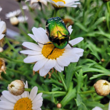 Poesie des Alltags - Papeterie mit Naturbildern