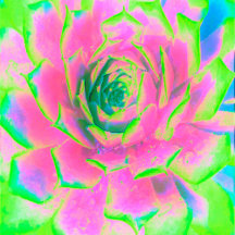 Lime Green and Pink Succulent Sedum Rosette