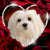 Snowdrop the Maltese
