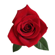 Valentine's Day Gifts for Him or Her