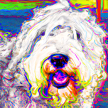 Old English Sheepdogs