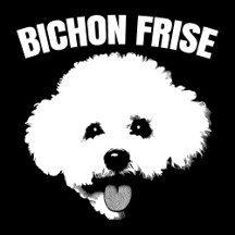 Bichon Frise Dog