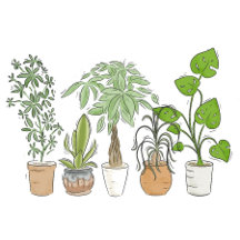 Houseplant Gifts