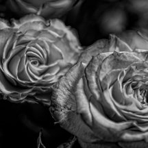 Black and White Roses