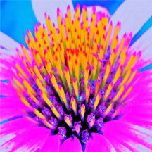 Abstract Macro Hot Pink and Yellow Coneflower