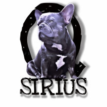 SIRIUS Q - The French Bulldog