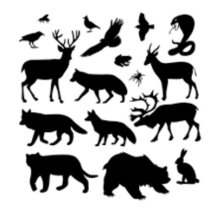 Forest Animals