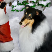 Tri Color Collie Christmas 2