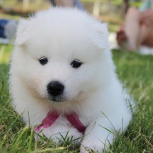 Samoyed