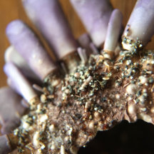 Up Close and Personal