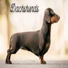 Dachshunds