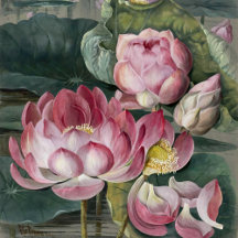 Ellis Rowan Sacred Lotus Water Lily