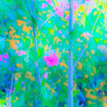 Pink Rose of Sharon Impressionistic Garden