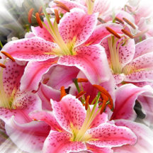 Flower Design Cushions