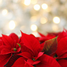 Holiday Fairways – Festive Gifts for Golfers