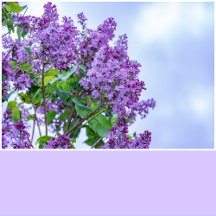 Lilac Dreams Solid Color