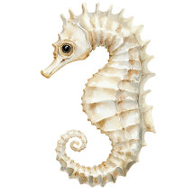 Sea Shells Beach Sea Horse Ocean
