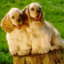 Cocker Spaniel