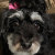 Pet Portraits by Anthe on Everything for Everyone