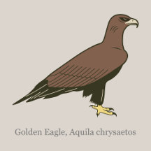 Golden Eagle