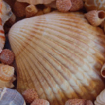 Multicolored Sea Shell Collection