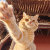 Meow55