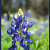 Bluebonnet_