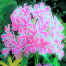 Hot Pink and White Peppermint Twist Garden Phlox
