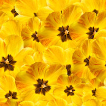 Tulips Tulips Tulips