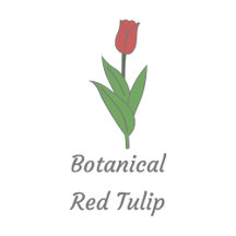 Botanical Red Tulip