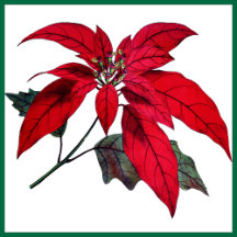 White & Crimson Bloom Christmas Poinsettia 