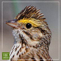 WWN Sparrows (Savannah)