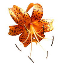 Nothing Bashful Orange Tiger Lily