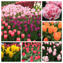 Skagit Valley tulips