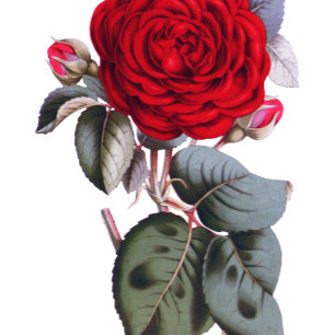 Invitation Chic rouge Bourgogne rose. Blossom Nature Mariage