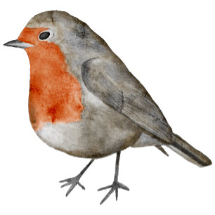 RedBrust Robin Bird Modern Fotografy Foto Feiertagskarte