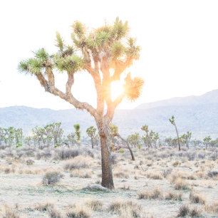Elegant Boho Desert Greenery Joshua Tree Wedding Dankeskarte