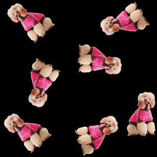 Odles of Poodles (rosa auf schwarz) Geschenkpapier