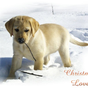 Labrador Retriever Weihnachtsgeschenke Feiertagskarte