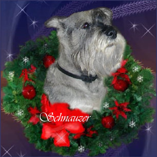 Standard Schnauzer Weihnachtsgeschenke Feiertagskarte