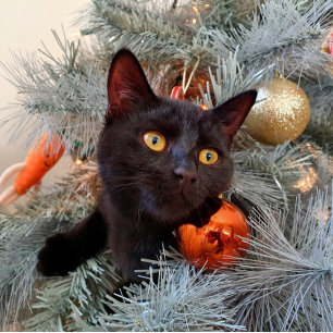 Carte De Remerciements Noir Chat Joyeux Noël