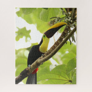 Swainson Toucan Exotic Bird