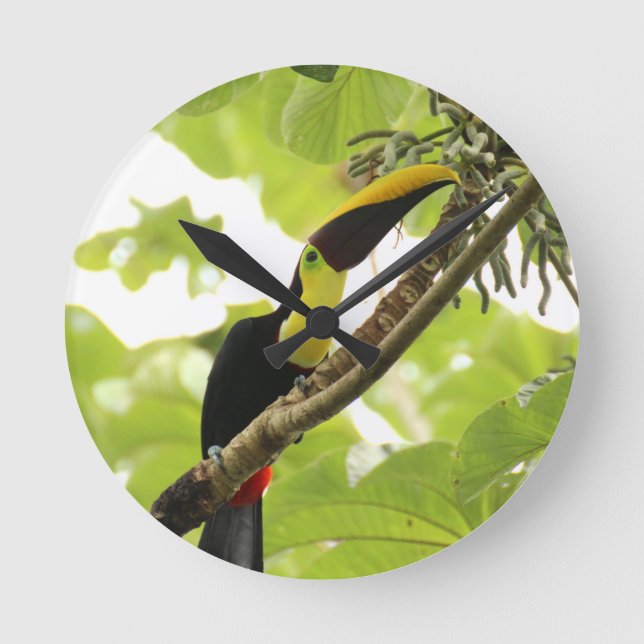 Swainson Toucan Exotic Bird Runde Wanduhr (Vorderseite)