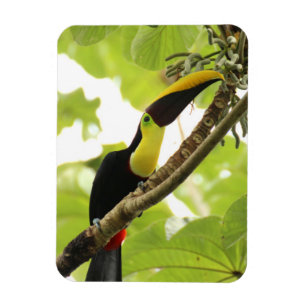 Swainson-Tukan Exotischer Vogel Magnet