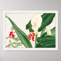 Swainsona galegifolia, Calla lily, Tanigami Konan