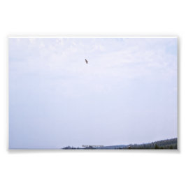 Swainson's Hawk Fotodruck