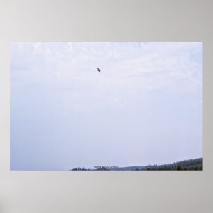 Swainson's Hawk Poster