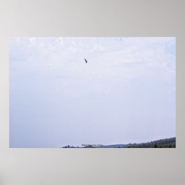 Swainson's Hawk Poster (Vorne)