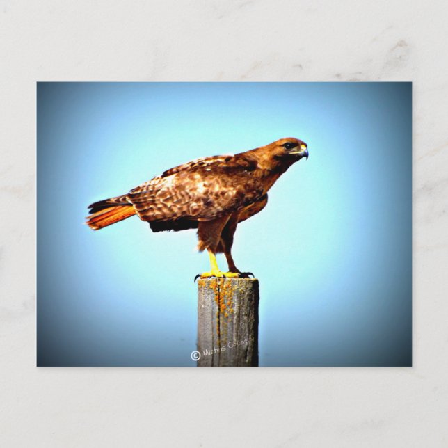 Swainson's Hawk Postkarte (Vorderseite)