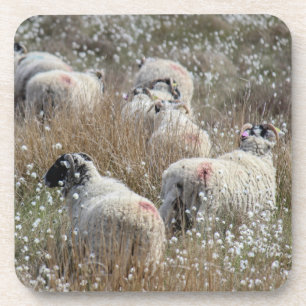 Swaledale-Mutterschafe in Wollgras in Northhumberl Getränkeuntersetzer